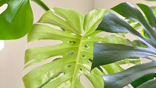 Aroid Time-lapse | Ep.20 Monstera Deliciosa Unfurled New Leaf