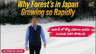 Why Forest's in Japan Are Growing So Rapidly | What Japanese Farmers Do In Winter |