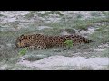 wilpattu female leopard in pre mating mode.