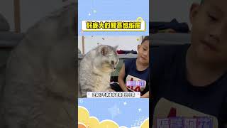 好庞大的邪恶银渐层 #寵物#萌宠 #cat