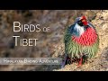 Birding in Tibet: A Himalayan Adventure | Birds of China | 1/2