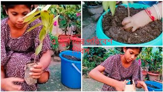 ৫ জুন বিশ্ব পরিবেশ দিবসে আমর গাছ রোপণ..💚#viral #green #heart #sampa #plantation #nature #video