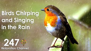 Birds Chirping and Singing in Rain, Relaxation, Meditation, Nature Sounds