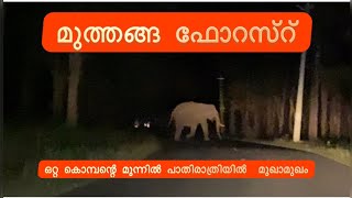 കൊടുംകാട്ടിൽ കാട്ടാനയുടെ മുന്നിൽ അകപ്പെട്ടു മുത്തങ്ങ കാട്ടിൽ