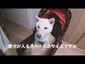 【激安！？】犬用ペットカートをネットで買ってみた。使い方や組み立て方も解説します！個人的におすすめです！！