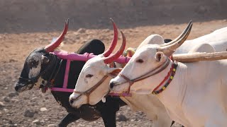 Jyotiba Yatra | GSH Perne #jyotiba #yatra #bailgadasharyat