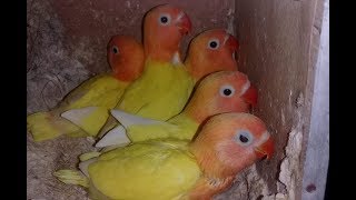 Breeding Result Lovebirds | Lovebirds Best Progress Season 2019 Full Documentary