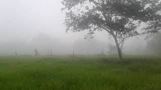 Fog or mist. What is the difference? Do you know? | Gente de Panamá | People of Panamá. 