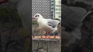 風を感じるユリカモメ Seagull feeling breeze #上野 #不忍池