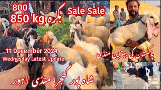 Wednesday Latest Update | Shahpur Kanjra Mandi | Bakra Mandi Pakistan | Goat farming in pakistan