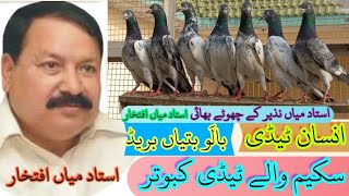 insan teddy Kabotr انسان ٹیڈی کبوتر.            Rana kasuri pigeon 03216594731