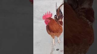 Adorable Rooster | Amazing Rooster | Young Rooster | shorts🐓💕