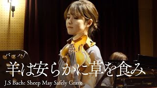 平和な世界【バッハ/羊は安らかに草を食みJ.S Bach: Sheep May Safely Graze】