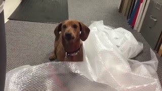 Cute Dachshund Barks at the World