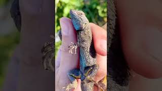 They Live up The Name Of Blue Belly #amazing #short #viral