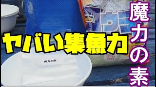 ヤバい集魚力！池のへらぶな全員集合!! へらぶな釣り初心者のマル秘エサ 【ヘラブナ初心者必　見】浅棚 チョーチン 釣り