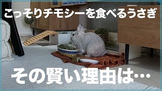 飼い主に見つからないようにこっそりチモシーを食べるうさぎの賢い理由とは… | うさぎのさくちゃん