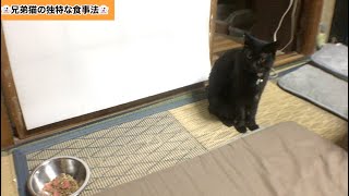 【#57】兄弟猫のそれぞれの独特な食事法