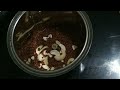 recipe for strong bones బలమైన ఎముకల కోసం @regularrecipes forstrongbones healthy ragi