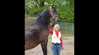 Training your  horse to Bow!  Heidi Herriott's HorseTrix - Episode 1