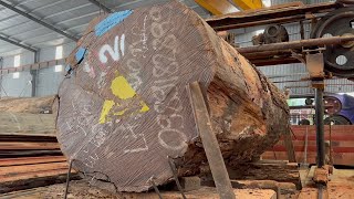 Woodworking Processing Factory | Process Of Producing Raw Wood, Huge Tree Felling With Chainsaw