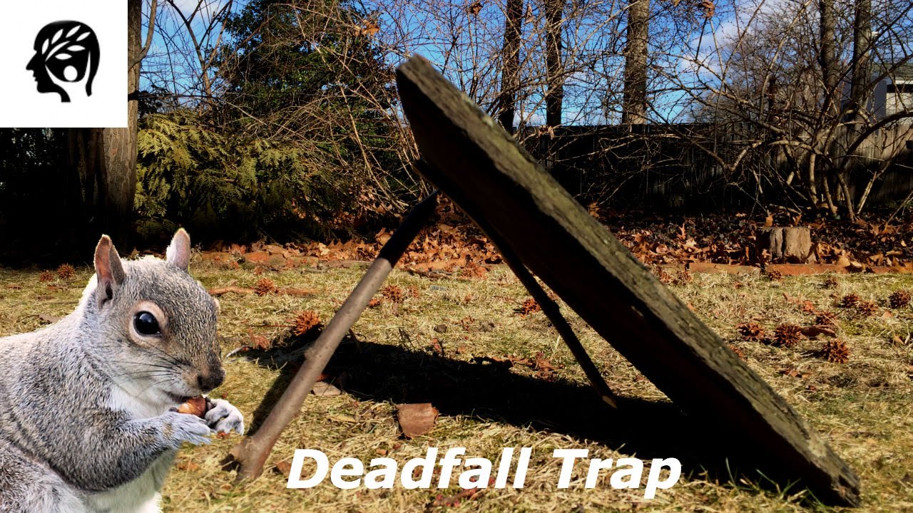 Deadfall Trap Youtube