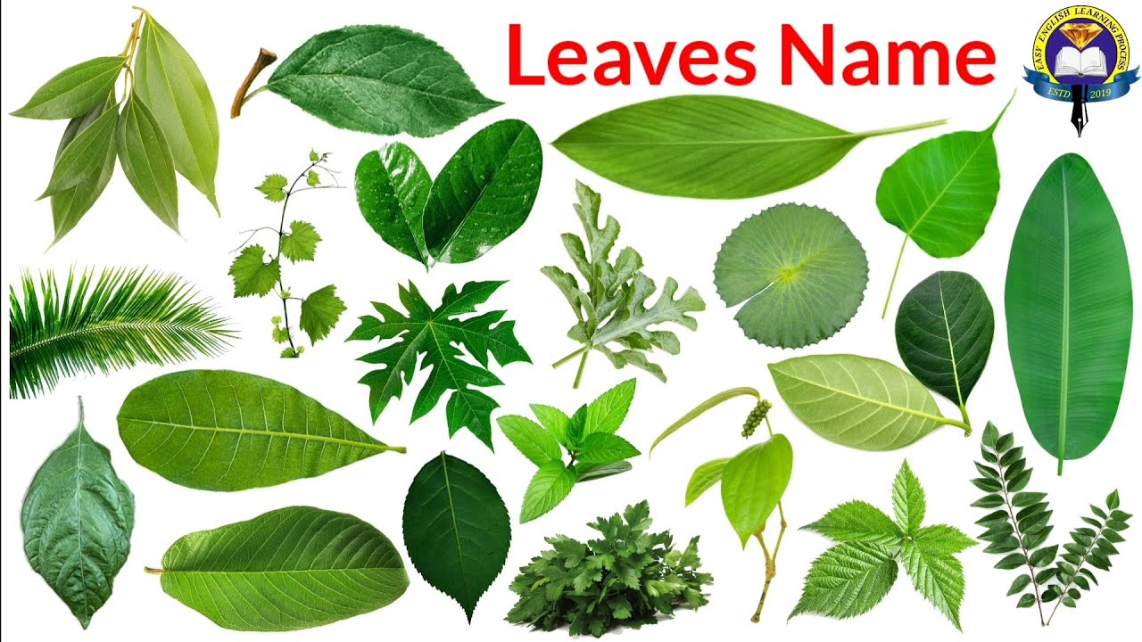 Different Types Of Leaves With Names And Pictures Leaves 53 Off Different Types Of Leaves With Names And Pictures Leaves 53 Off