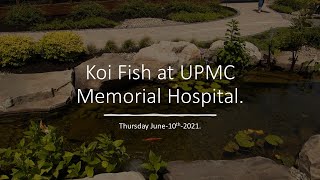 #KoiFish at #UPMCMemorialHospital