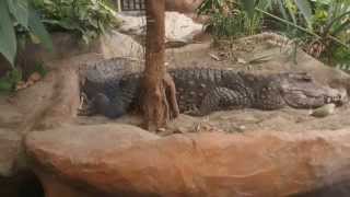 ニシアフリカコガタワニ　上野動物園　2014.9.15  West African dwarf crocodile in Ueno Zoo