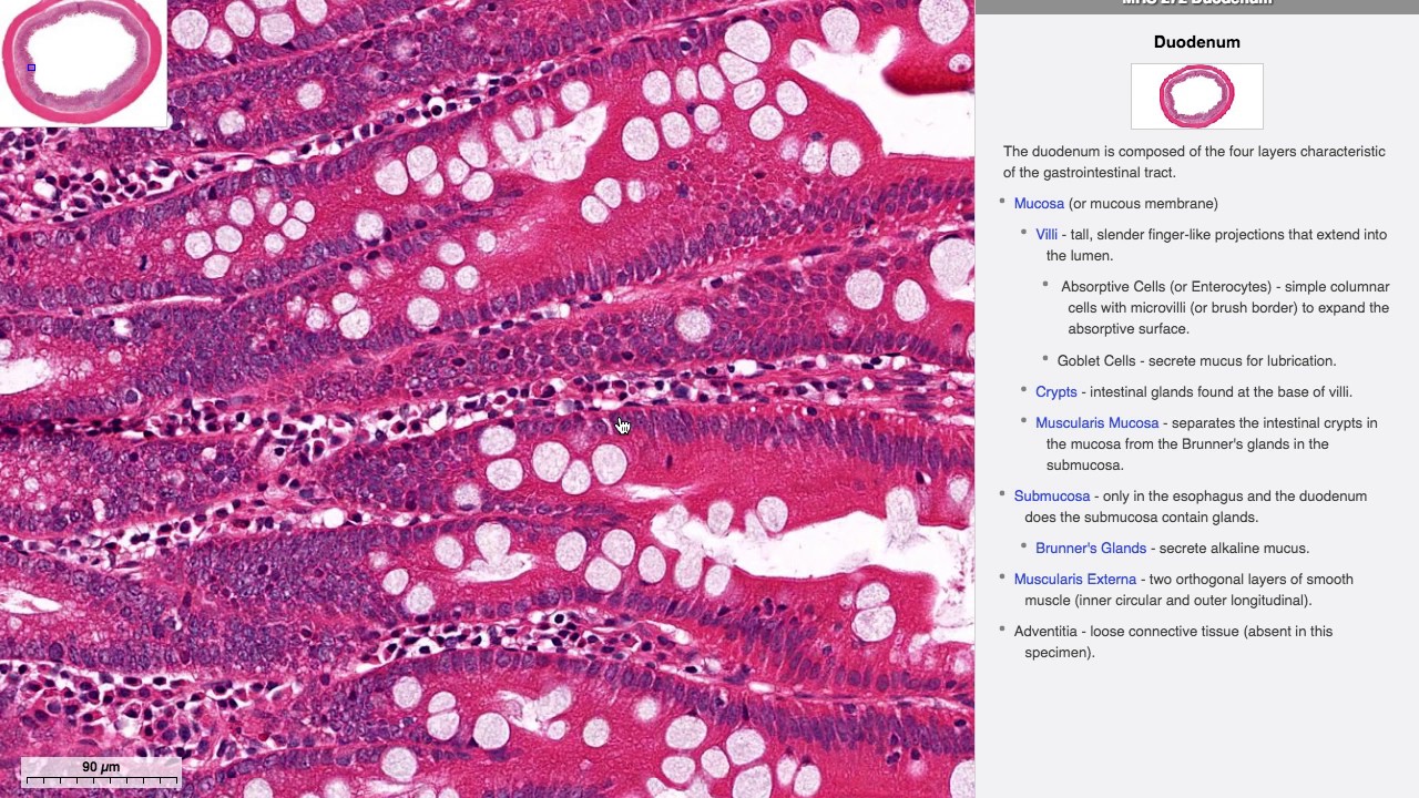 Histologia Do Intestino Delgado