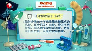 养犬小贴士：老年犬、肥胖犬应该怎么养？|《小主安康·宠物医院Ⅱ》Animal Hospital S2 EP4 【东方卫视官方频道】