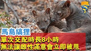 馬島縞狸：交配時長達8小時，如此強壯，卻也會立即被雌性甩？