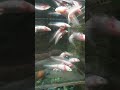 헐 우파루파 멕시코도롱뇽 아홀로틀 액솔로틀 ambystoma mexicanum axolotl feat. 움파룸파 웃는 도룡뇽 해피도룡뇽 animals cute