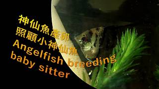 angelfish breeding and babysitter video 神仙魚產卵過程全記錄, 親魚照顧剛孵出來小神仙魚難得的精采畫面.