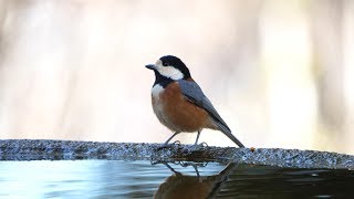 権現山バードサンクチュアリのヤマガラの水浴び　その３９（4K60P動画）