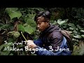 ( SURVIVAL TIPS 15 ) Makanan di hutan yang menyegarkan dan banyak manfaat ( begonia )