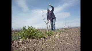 Pruning cherry tree shaped cup -Κλάδεμα κερασιάς σε σχήμα κύπελο.avi