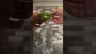 Super EASY basil Propagation ‼️💚 #shorts #gardening #gardenhacks