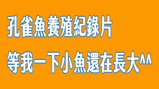 養魚技巧“水族”小孔雀魚成長日記