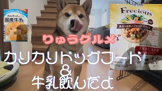 《りゅうグルメ》超ASMR！カリカリを食べる柴犬《デザートはミルクだお！》