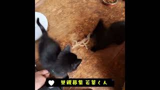 里親募集 黒猫若葉くん