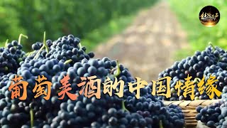 走向世界的宁夏葡萄酒如何成为中国的“紫色名片”？| 丝路之声