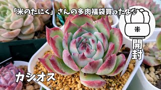 【多肉植物】米の多肉さんで２０２４年多肉福袋を購入したので開封するよ【にじいろクックママ】