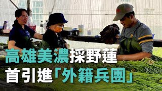 高雄美濃採野蓮 首引進｢外籍兵團｣【央廣新聞】