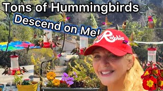 Suddenly TONS of Hummingbirds Surrounded Me at the Hummingbird Feeders RAW FOOTAGE of Birds Coming❤️