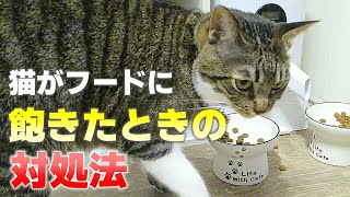 【あるある！猫のお悩み】猫がキャットフードに飽きる理由と対処法