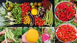 Vegetables Harvest In Terrace Garden|மாடி தோட்டம் அறுவடை @MaadithottamSachu