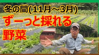 【横着栽培】冬の間（11月〜3月）春までずーっと収穫できる野菜