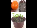 How to grow orange tree from seed | Easy way to grow orange trees#Shorts