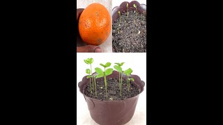 How to grow orange tree from seed | Easy way to grow orange trees#Shorts